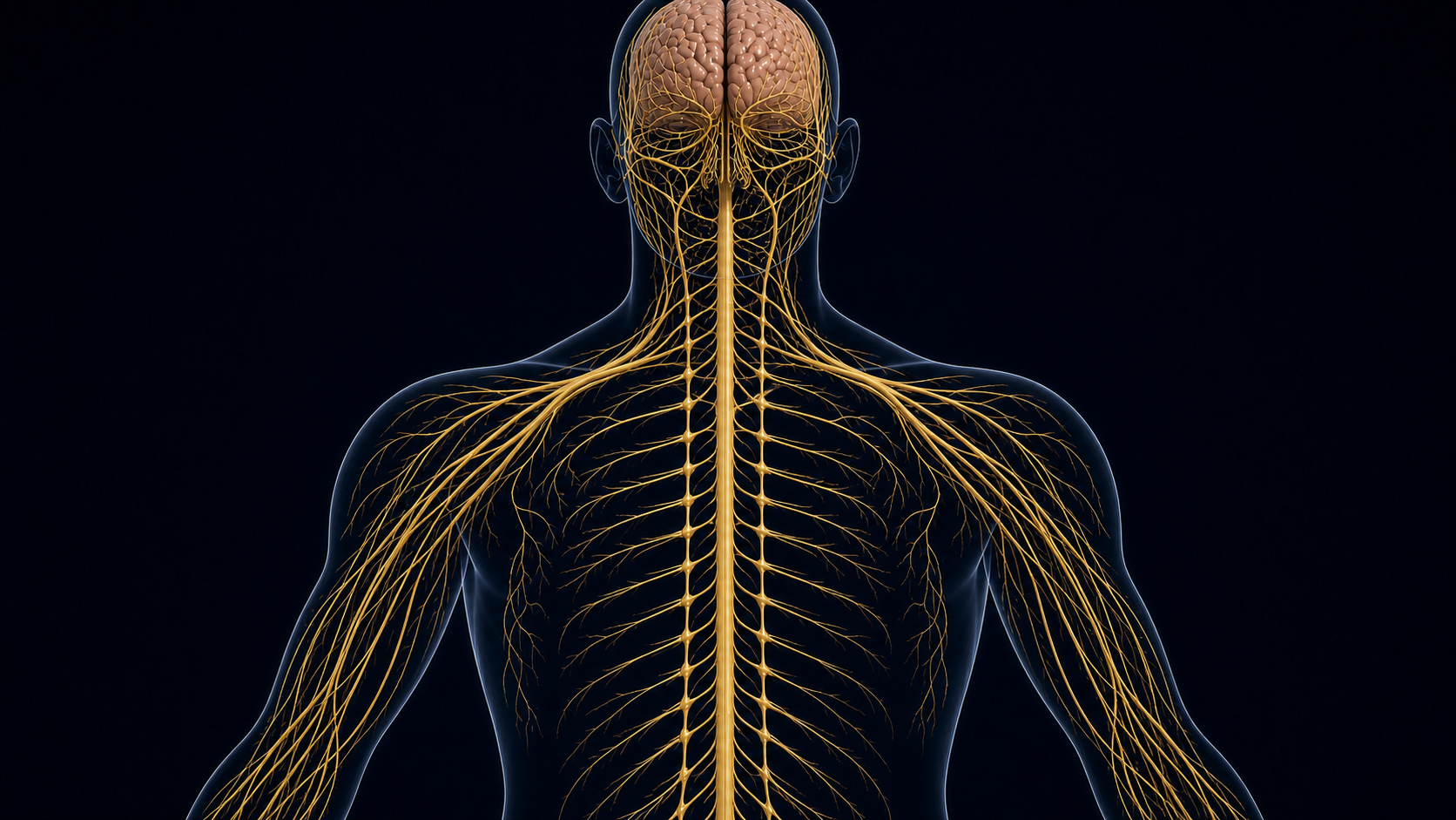 Human Nervous System